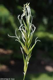 Attēlu rezultāti vaicājumam “Anthoxanthum odoratum fruit”