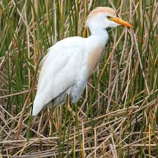 Attēlu rezultāti vaicājumam “Bubulcus ibis”