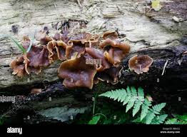 Attēlu rezultāti vaicājumam “Peziza varia”