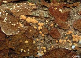 Attēlu rezultāti vaicājumam “Hypocrea rufa”