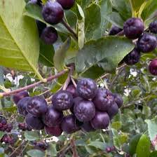 Attēlu rezultāti vaicājumam “Aronia melanocarpa fruit”