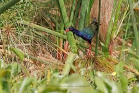 Image result for Porphyrio alleni