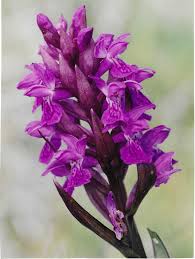 Attēlu rezultāti vaicājumam “Dactylorhiza cruenta leaf”
