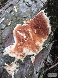 Attēlu rezultāti vaicājumam “Gloeoporus taxicola”