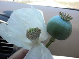 Image result for Papaver somniferum White Cloud