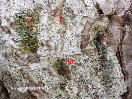 Attēlu rezultāti vaicājumam “Cliostomum corrugatum”