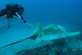 Image result for Megatrygon microps