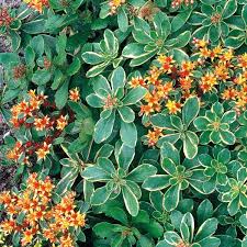 Image result for Mauerpfeffer