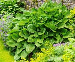 Attēlu rezultāti vaicājumam “Hosta sp.”