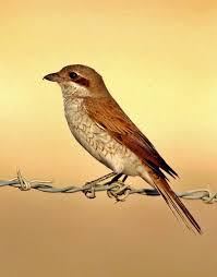 Attēlu rezultāti vaicājumam “Lanius collurio female”