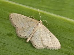 Attēlu rezultāti vaicājumam “Idaea sylvestraria”