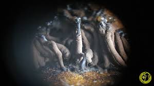 Attēlu rezultāti vaicājumam “Symphytocarpus trechisporus spores”