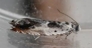 Attēlu rezultāti vaicājumam “Ancylis laetana”