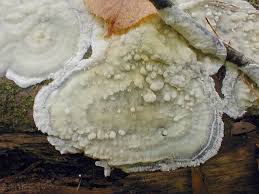 Attēlu rezultāti vaicājumam “Phlebiopsis gigantea”