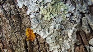 Attēlu rezultāti vaicājumam “Parmelina tiliacea”