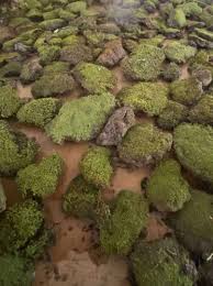 Attēlu rezultāti vaicājumam “Bryum caespiticium”