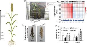 Image result for Edlington Sc
