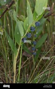 Attēlu rezultāti vaicājumam “Polygonatum odoratum fruit”
