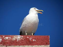 Attēlu rezultāti vaicājumam “Larus canus adult”