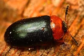 Attēlu rezultāti vaicājumam “Tetratoma fungorum”