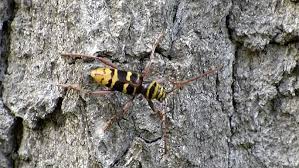 Attēlu rezultāti vaicājumam “Plagionotus detritus”