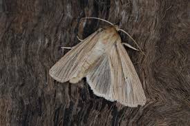 Attēlu rezultāti vaicājumam “Mythimna impura”