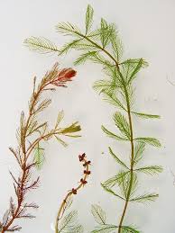 Attēlu rezultāti vaicājumam “Myriophyllum alterniflorum”