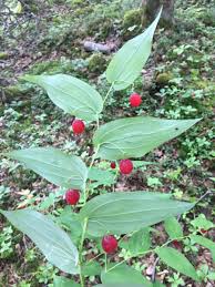 Attēlu rezultāti vaicājumam “Stemonitopsis aequalis (var. aequalis) stalked”