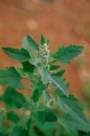 Attēlu rezultāti vaicājumam “Chenopodium album”