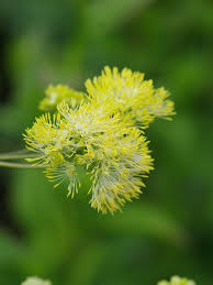 Attēlu rezultāti vaicājumam “Thalictrum flavum bud”
