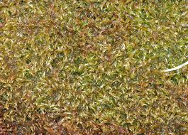 Attēlu rezultāti vaicājumam “Warnstorfia exannulata”