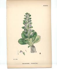 Attēlu rezultāti vaicājumam “Ajuga pyramidalis”