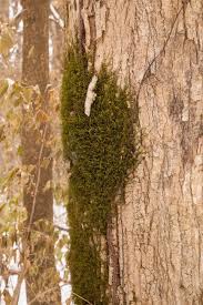 Attēlu rezultāti vaicājumam “Anomodon attenuatus sporophyte”