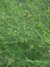 Attēlu rezultāti vaicājumam “Asparagus officinalis leaf”