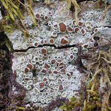 Attēlu rezultāti vaicājumam “Lecanora argentata”