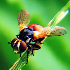 Attēlu rezultāti vaicājumam “Gymnosoma sp.”