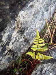 Attēlu rezultāti vaicājumam “Gymnocarpium robertianum”