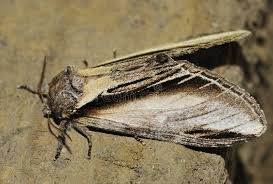 Attēlu rezultāti vaicājumam “Pheosia gnoma male”