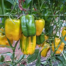 Afbeeldingsresultaat voor topepo giallo sweet pepper