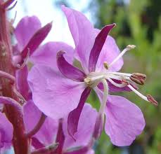 Attēlu rezultāti vaicājumam “Epilobium angustifolium bud”