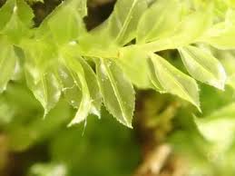 Attēlu rezultāti vaicājumam “Plagiomnium medium”