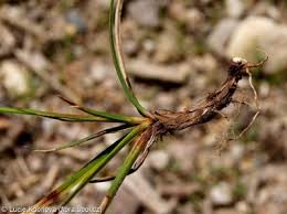 Attēlu rezultāti vaicājumam “Carex ericetorum”
