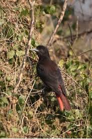Attēlu rezultāti vaicājumam “Oriolus oriolus female”