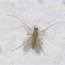 Attēlu rezultāti vaicājumam “Tanytarsus”