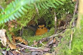 Attēlu rezultāti vaicājumam “Erithacus rubecula nest”