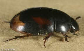 Attēlu rezultāti vaicājumam “Hydrophilidae”