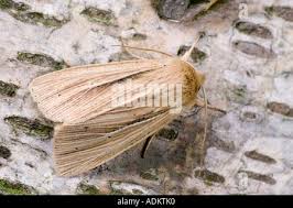 Attēlu rezultāti vaicājumam “Mythimna impura”