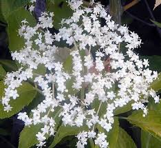 Attēlu rezultāti vaicājumam “Sambucus racemosa flower”