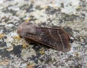 Attēlu rezultāti vaicājumam “Orthosia opima”