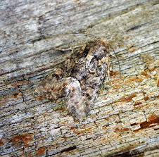 Attēlu rezultāti vaicājumam “Oligia sp.”